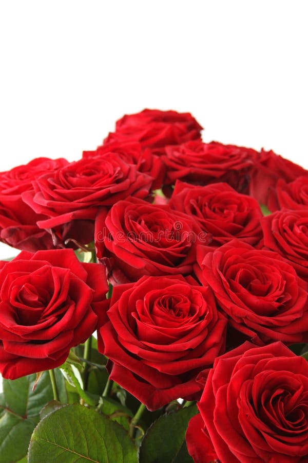 Red roses