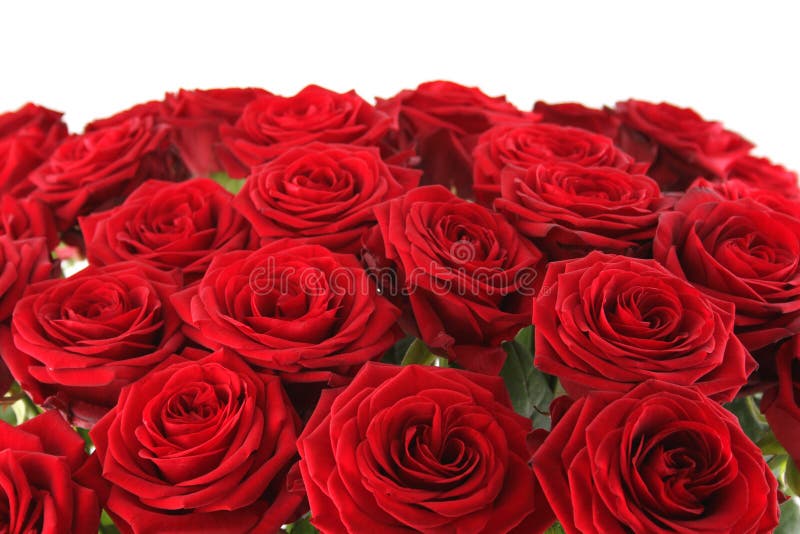 Red roses