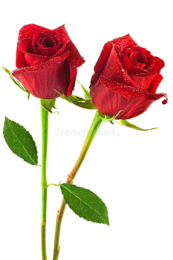 Red roses stock image. Image of white, rose, background - 28606493