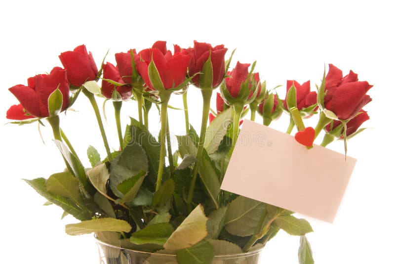 Veľa krásnych červených ruží s prázdny lístok izolované na bielom.