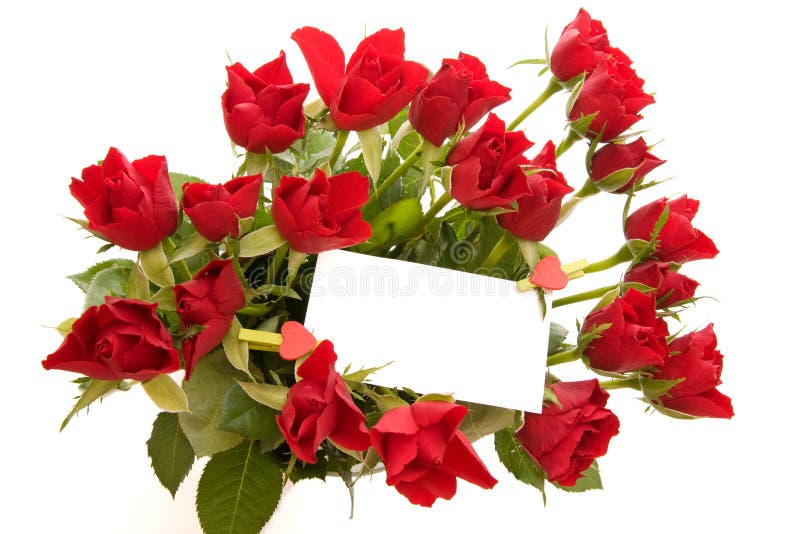 Veľa krásnych červených ruží s prázdny lístok izolované na bielom.