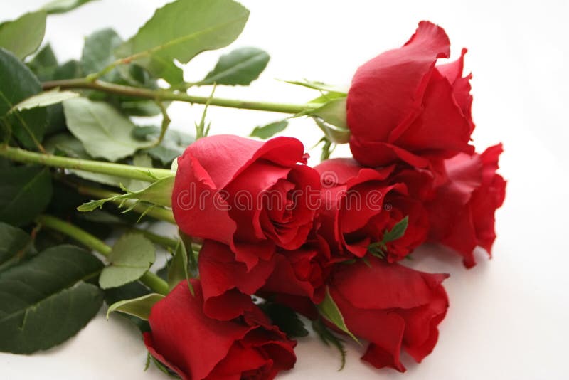 Red roses