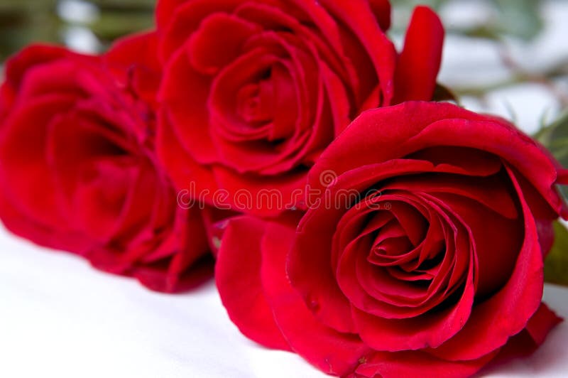 Pearl Jewelry Set in Red Roses Stock Photo - Image of pearl, season ...