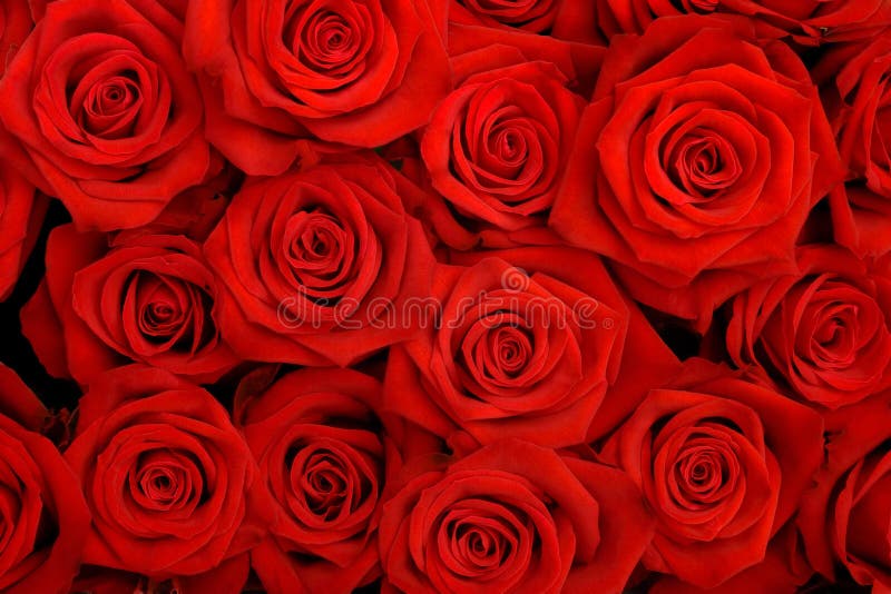 Red roses