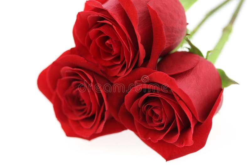 Red roses stock image