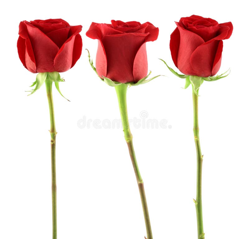 Red roses stock photo