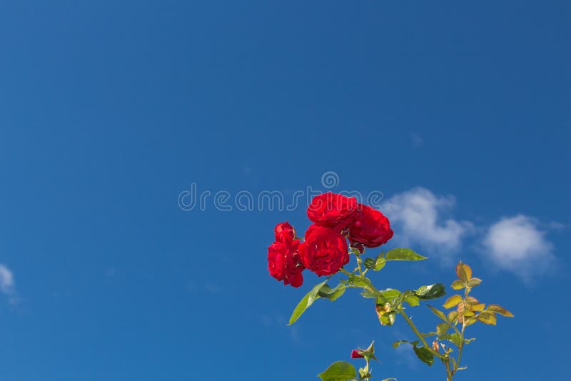 Red Roses Against a Blue Sky with Some White Clouds Stock Image - Image ...