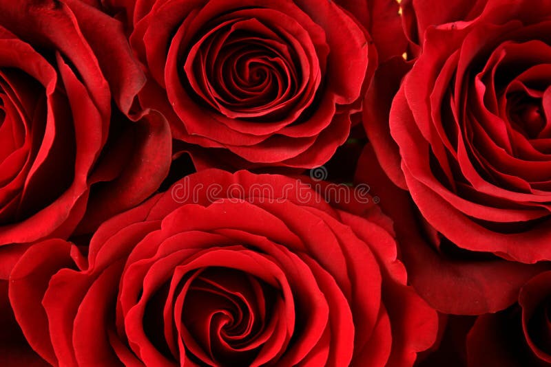 Red roses background