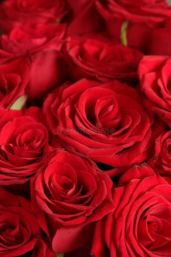 Red roses background