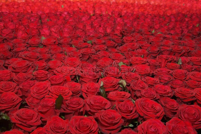 Red Roses Background stock photo. Image of group, vibrant 8908526