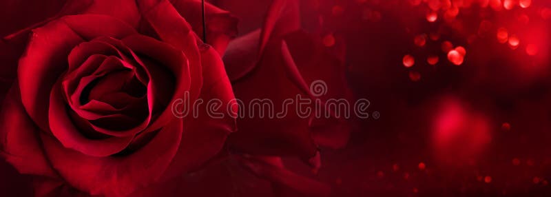 Hình nền hoa hồng: Nếu bạn đam mê vẻ đẹp của hoa hồng và muốn tạo cảm hứng cho không gian làm việc hay nghỉ ngơi, hãy thử tìm kiếm các hình nền hoa hồng đẹp mắt trên internet. Những bức ảnh đầy màu sắc và tinh tế sẽ khiến màn hình của bạn trở nên sống động và tràn đầy sức sống.