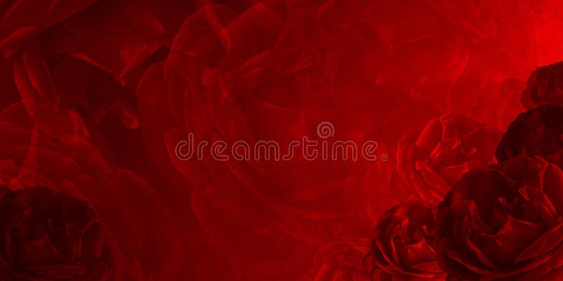 51,051 Roses Wallpaper Stock Photos - Free & Royalty-Free Stock Photos from  Dreamstime