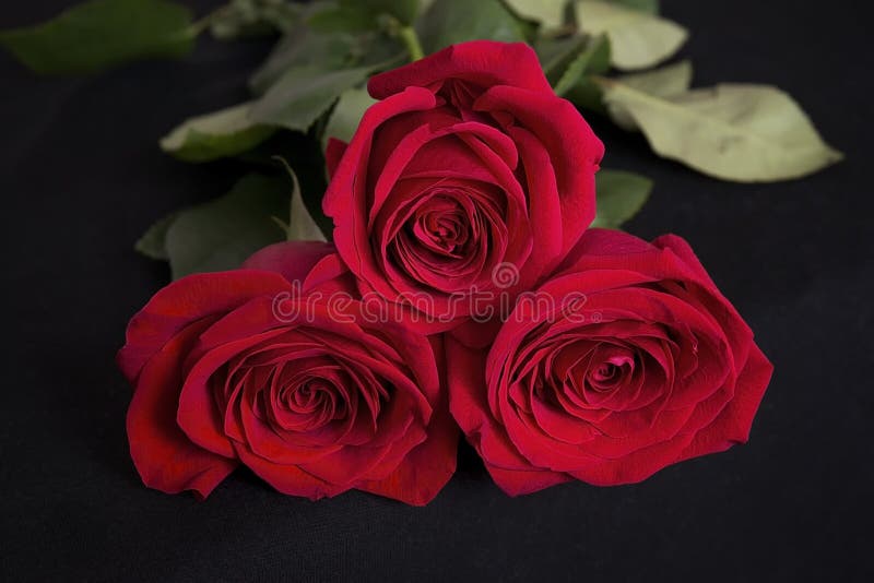 Three red roses on black background stock photo Three red roses on black background stock photo
