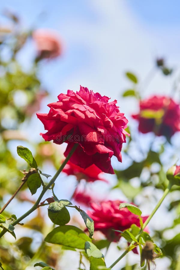 Red roses bloom in rose garden