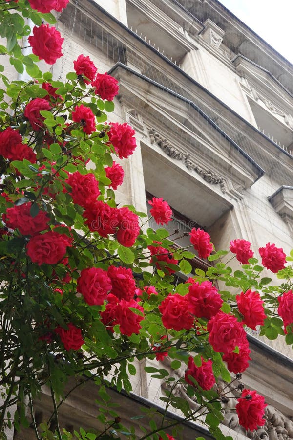 Red Roses Blooming in a Garden Stock Image Image of gardening