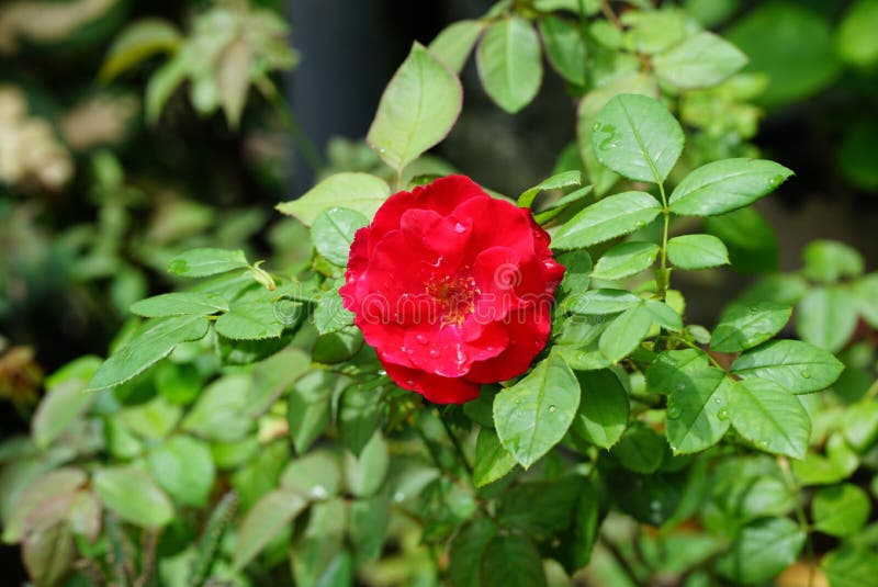 Red Roses Blooming in the Morning Stock Image Image of roses