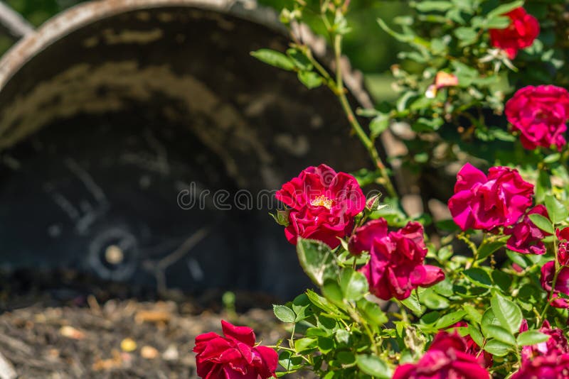 Red Roses Blooming in the Spring Time Stock Photo Image of life, beautiful 92762832