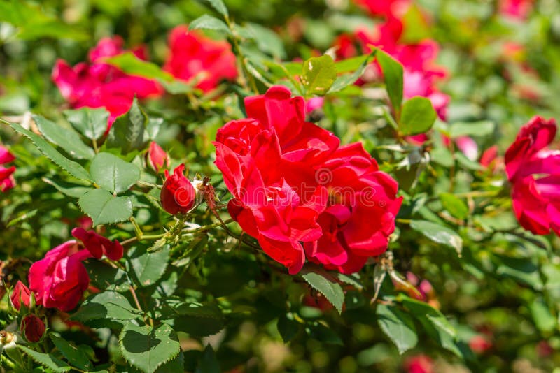 Red Roses Blooming in the Spring Time Stock Photo Image of botany, agriculture 92762880
