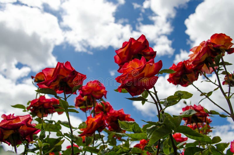 Red roses and blue sky stock image. Image of leaf, outdoor - 70756311