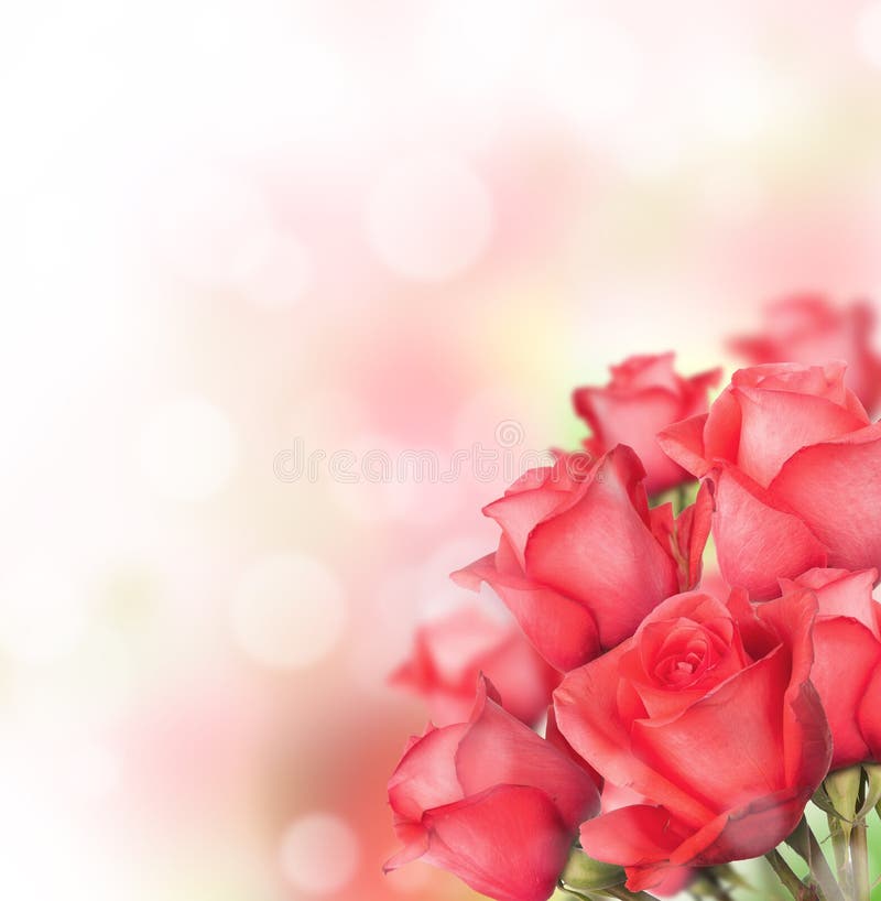 1,644,796 Rose Stock Photos - Free & Royalty-Free Stock Photos from  Dreamstime