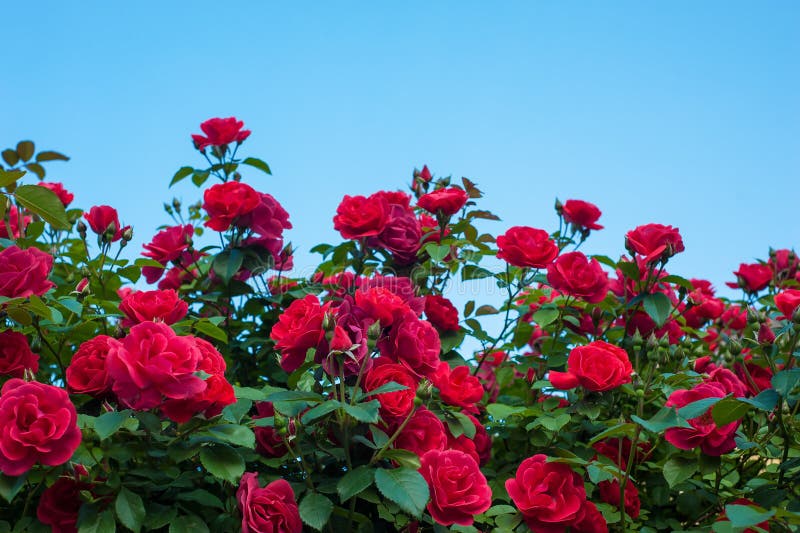 Bush of red roses is blooming in the background of a blue sky with clouds.