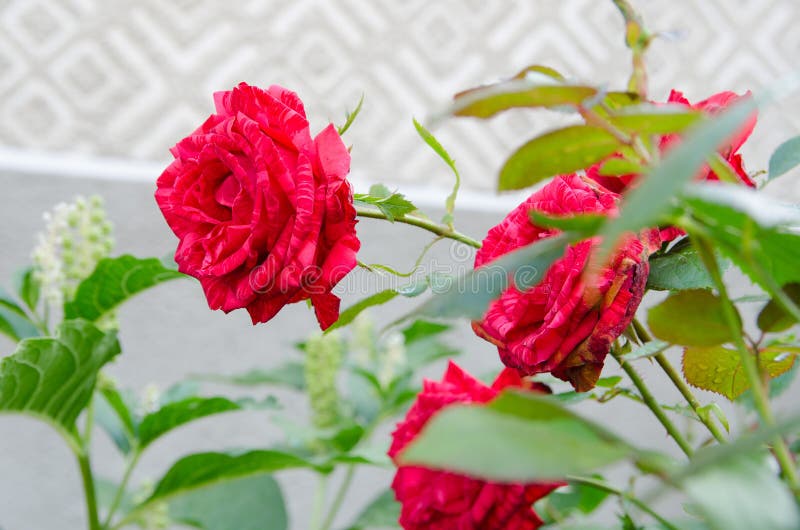 Red Roses . Bush of Red Roses Close Up. Stock Image Image of romance