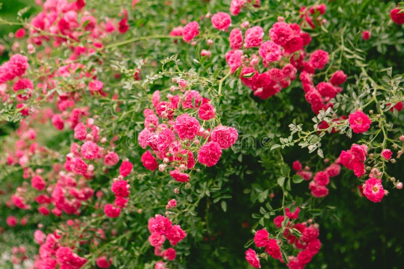 Red roses bushes blooming stock image. Image of romance 243000385