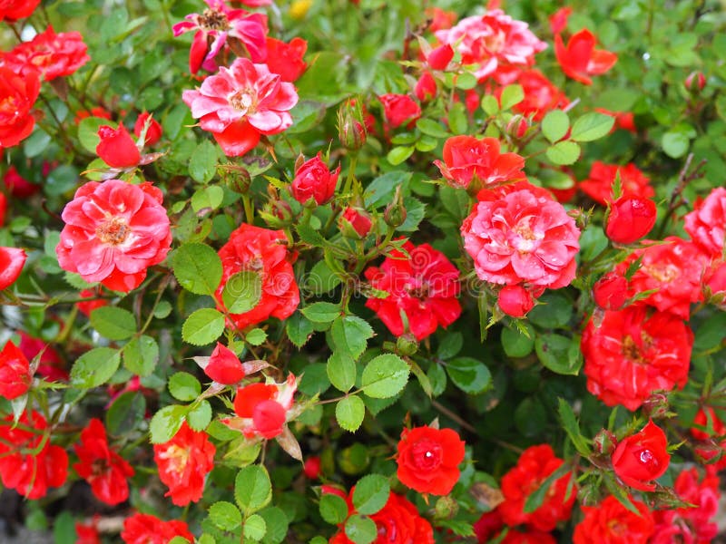 Red Roses Bushes. Many Small Red Roses on Bushes. Stock Photo Image of plant, floral 220358676