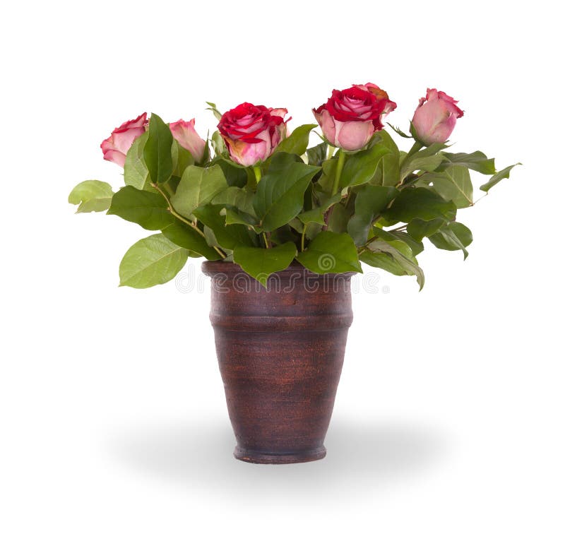 Beautiful Red Roses In A Ceramic Pot Stock Image Image of blossom