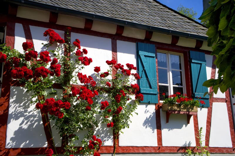 Red Roses climbing up a Timbered House