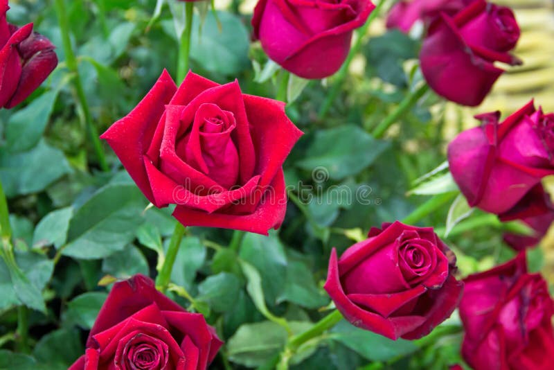 Red roses close up stock photo. Image of open, marriage 45792624