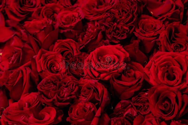 127 Gothic Roses Wallpaper Stock Photos - Free & Royalty-Free Stock Photos  from Dreamstime