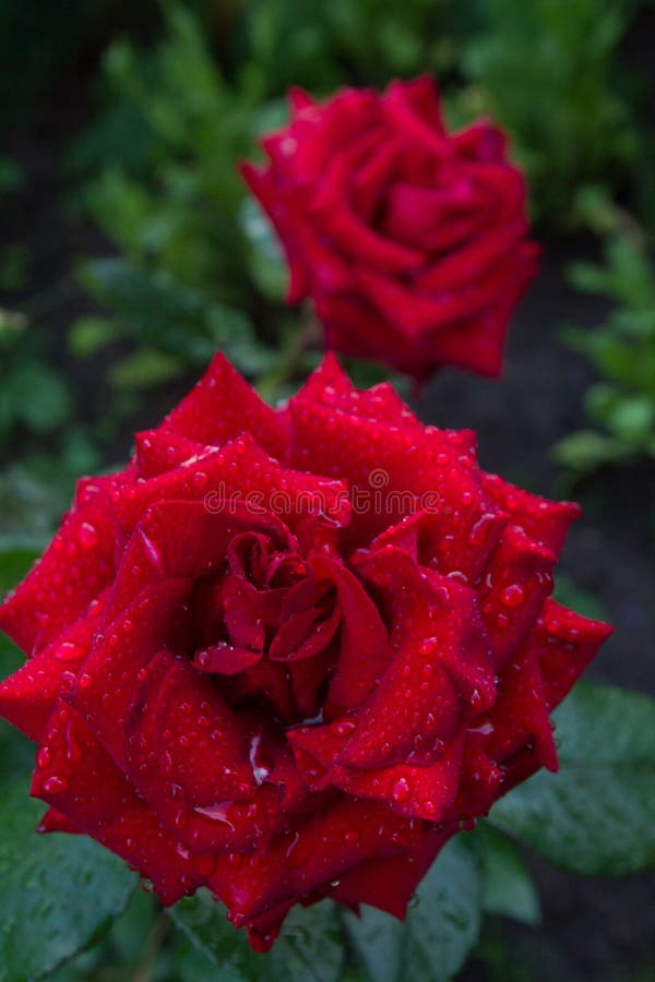 Red roses floribunda