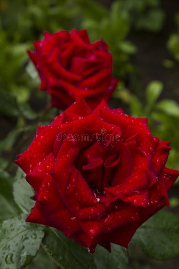 Red roses floribunda