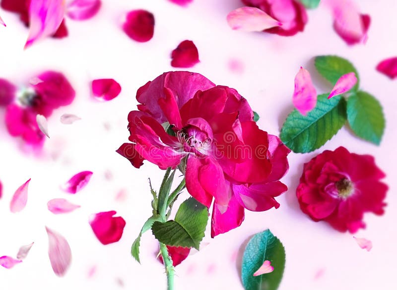 Red Roses Flowers Petal and Green Leaf ,blossom Levitation on White Background Floral Template Copy Space Greetings Card for V Stock Image - Image of festive, copy: 193393127 Red Roses Flowers Petal and Green Leaf ,blossom Levitation on White Background Floral Template Copy Space Greetings Card for V Stock Image - Image of festive, copy: 193393127