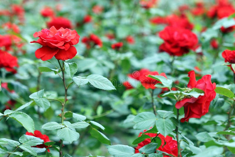 Red roses garden royalty free stock image