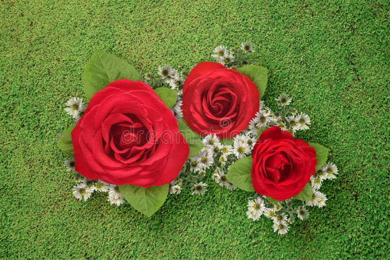 Red Roses with Green Grass Background Stock Image Image of decoration