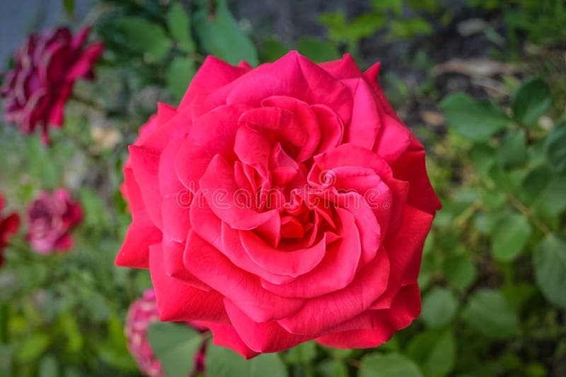 Red Roses with Green Leaves Stock Photo - Image of greeting, plant ...