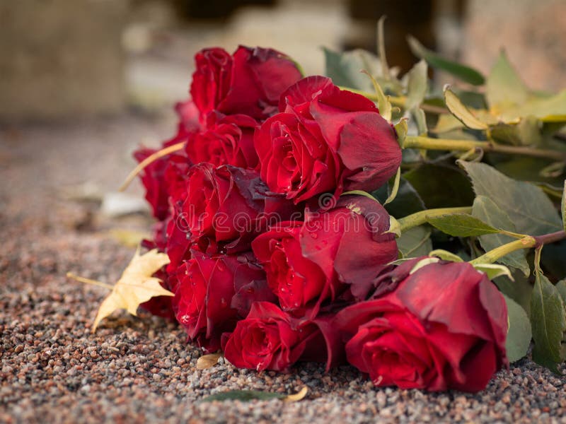 Red roses on the ground stock image. Image of black 103701437