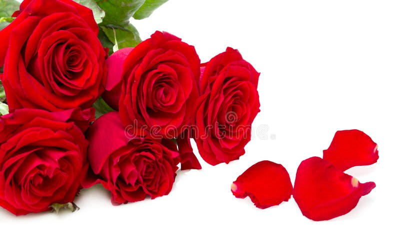 Red Roses Isolated Stock Image Image Of Holiday March 23438591