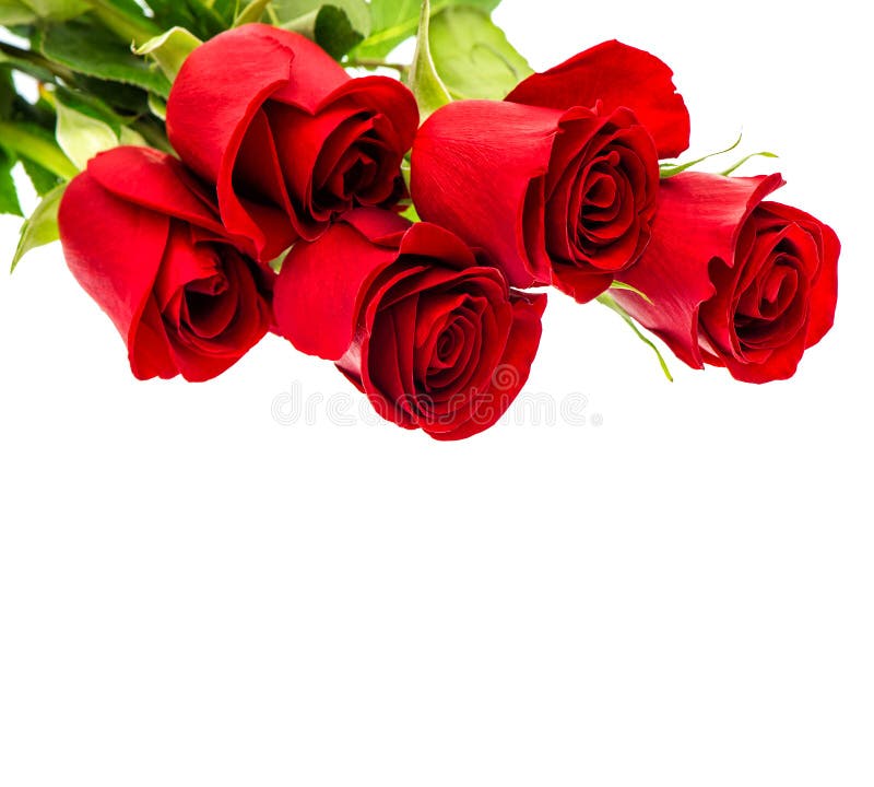 Red roses isolated on white background. Bouquet fresh flowers