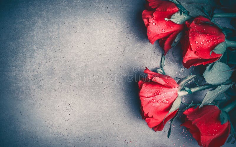 Red roses layout on gray desktop background, top view. Valentines day, dating and love greeting card, anniversary and invitations. Retro styled royalty free stock photography