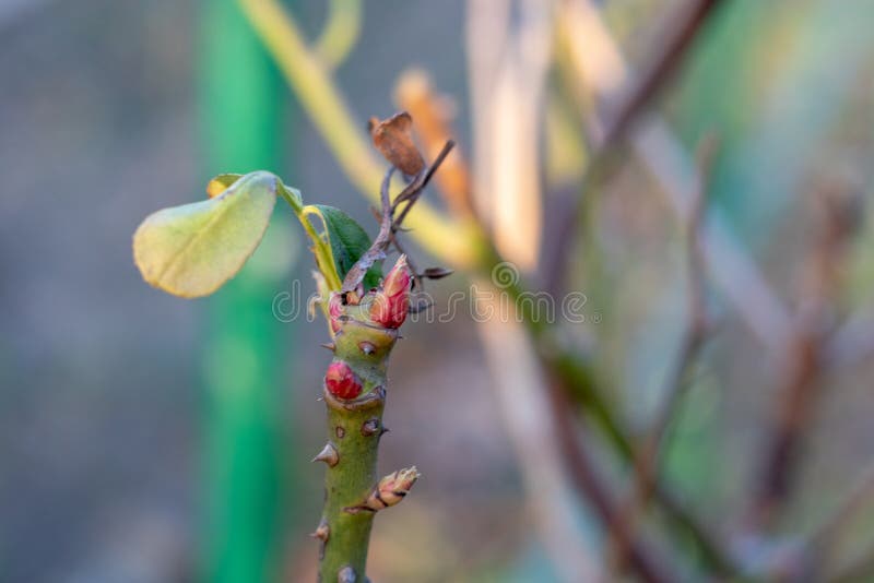 597 Roses Not Background Stock Photos Free & RoyaltyFree Stock