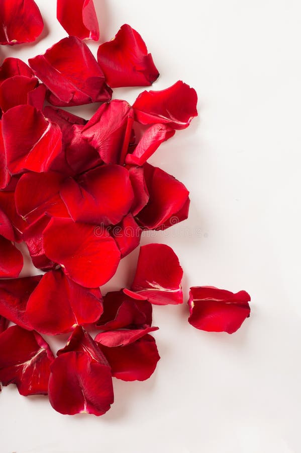 Red Rosespetals Background Around White Stock Photo Image of petal