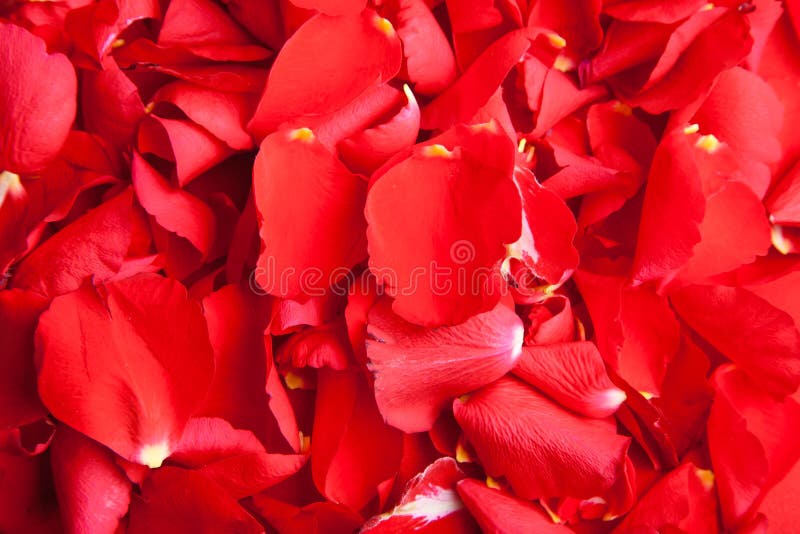 Red roses petals Valentine s Day