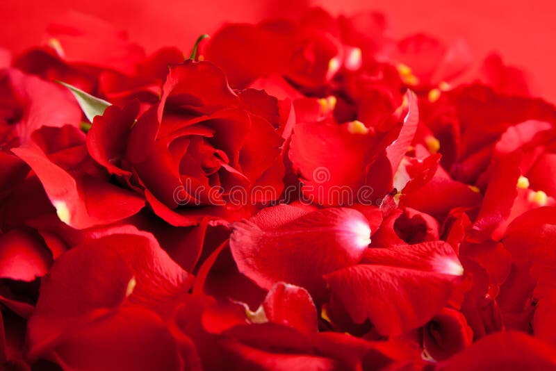 Red roses petals Valentine s Day