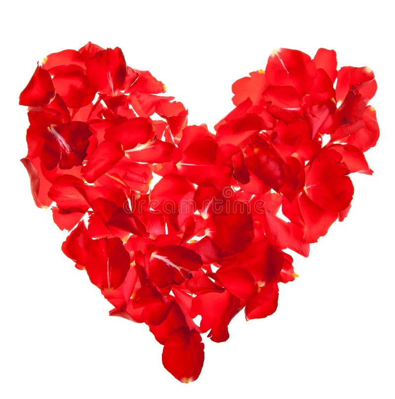 Red roses petals Valentine s Day