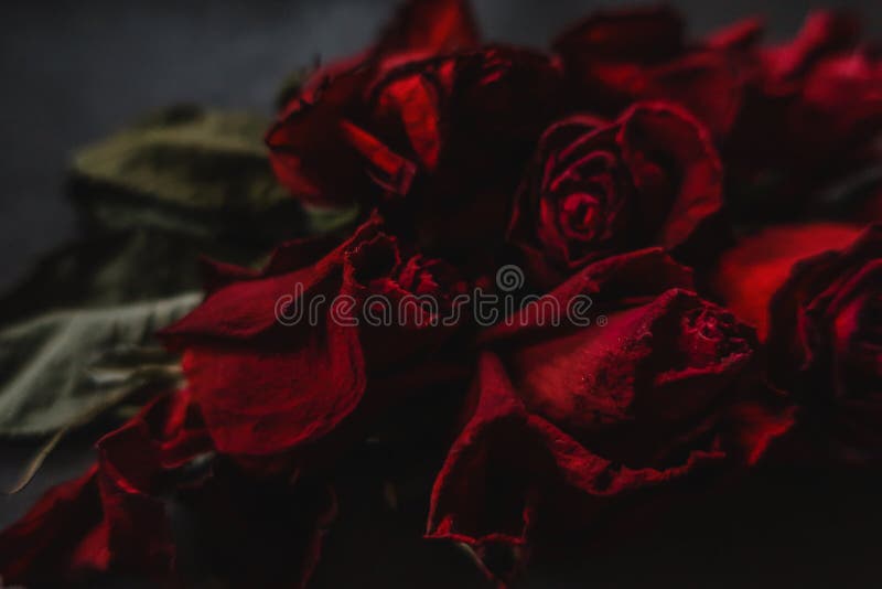 Hoa hồng đỏ Rosa như hoa mùa xuân hè: \