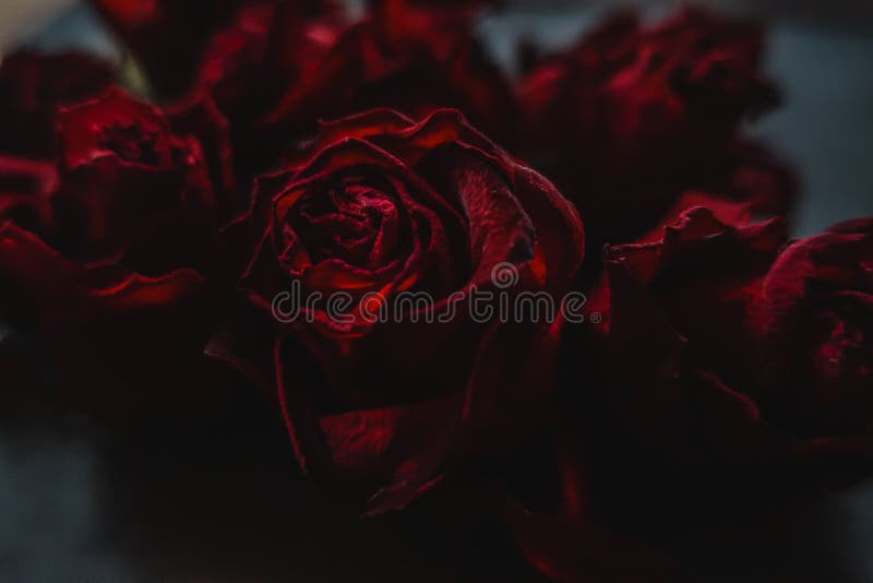 Những bông hoa hồng đỏ rực sẽ khiến trái tim bạn tan chảy với sắc đẹp và hương thơm tuyệt vời của chúng. Hãy xem hình ảnh để có được trải nghiệm tuyệt vời này!