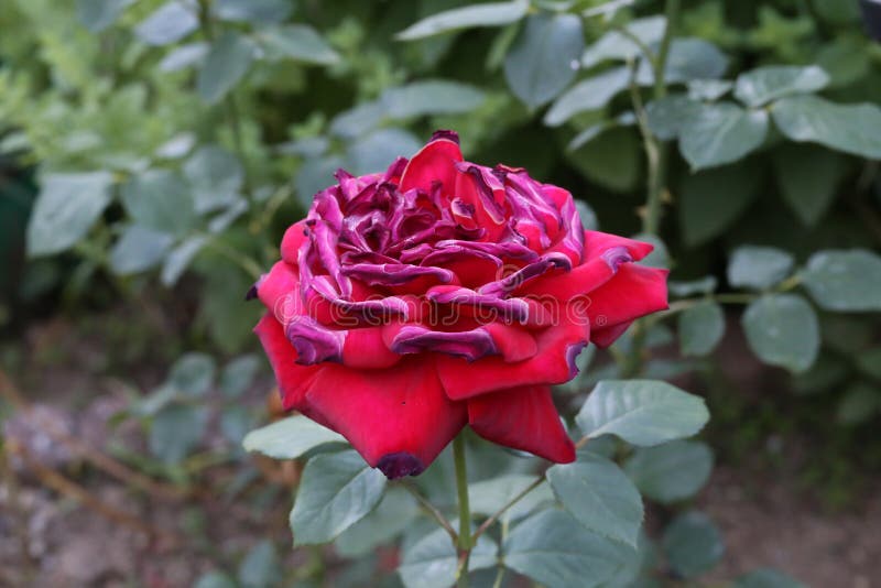 Red Roses Seared by the Sun and Heat Stock Image Image of daisy, grass 151866497